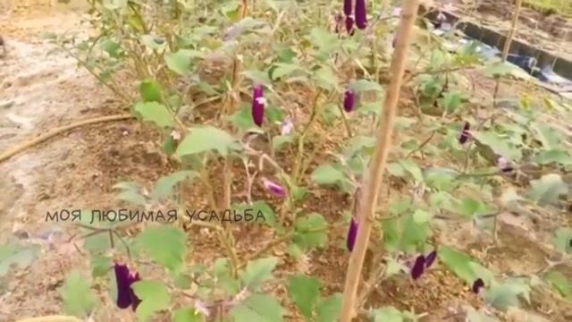 Секреты ухода за ногтями