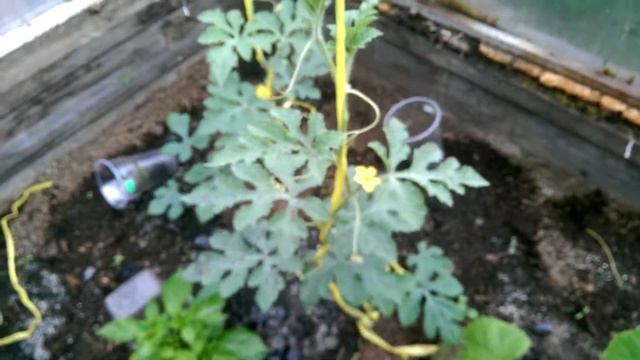 ЭКСПЕРИМЕНТ!!! Опыление арбуза Оранжевый медок F1 и F2 15 06 18 смотреть онлайн