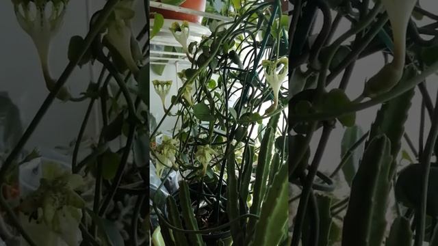 Цветение Церопегии Сандерсона смотреть онлайн