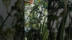 Цветение Церопегии Сандерсона