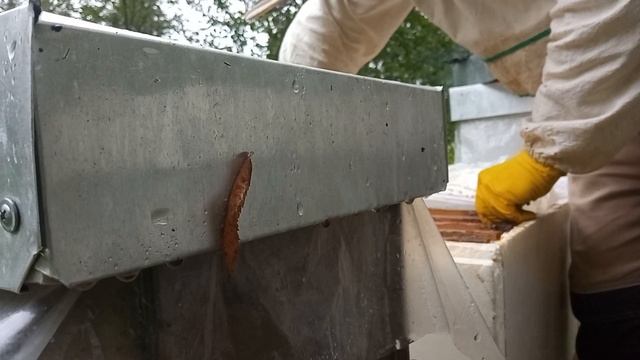 Дачная пасека #108 В безматочные семьи напрямую подсаживаем плодных маток в сентябре смотреть онлайн