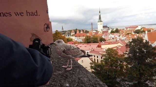 Чайка на смотровой площадке, Таллин смотреть онлайн