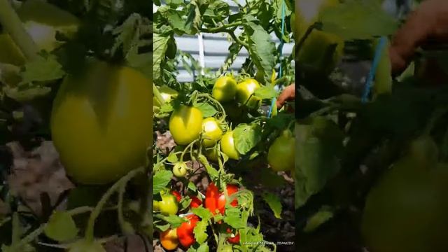 ТОМАТЫ-ГНОМЫ В ПОДМОСКОВЬЕ??? Низкорослые сорта томатов для улицы смотреть онлайн