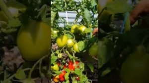 ТОМАТЫ-ГНОМЫ В ПОДМОСКОВЬЕ??? Низкорослые сорта томатов для улицы