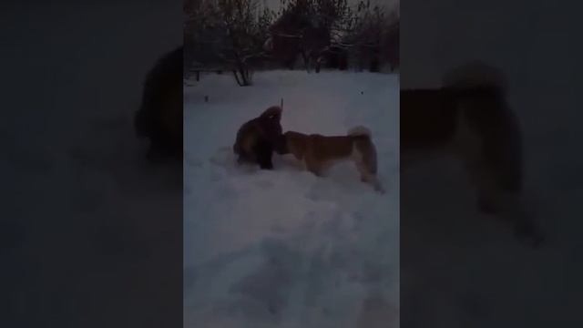 Дашер (1 год) со старшей подружкой Есенией смотреть онлайн