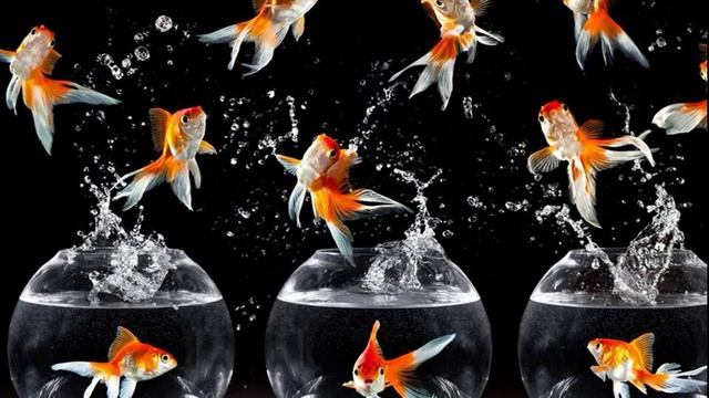 Dance of fish / Танец рыбок смотреть онлайн