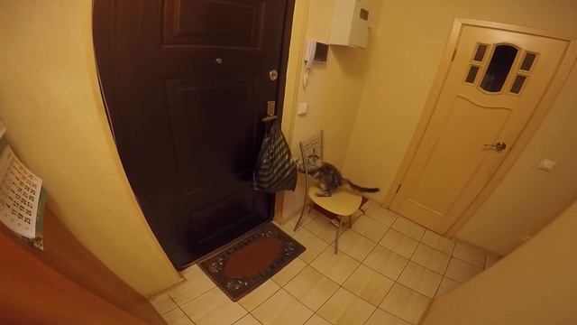 Мейн Кун Шэри и пакет ))) смотреть онлайн