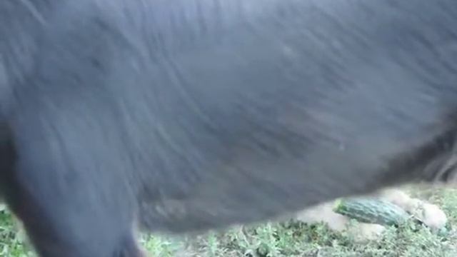 Банхар Халиу кушает огурец смотреть онлайн