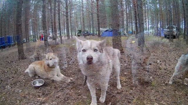 Волчий Берег 2017 Пермь смотреть онлайн