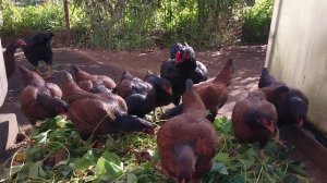 Куры Корниш!