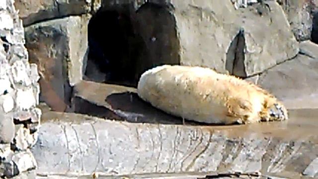 Белый медведь. Московский зоопарк. День музеев. 17.04.2016 смотреть онлайн