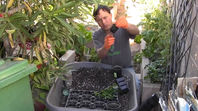 How and When to Transplant Your Seedlings смотреть онлайн