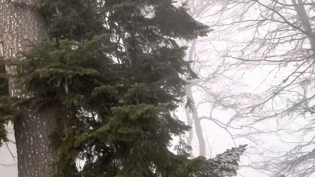 Магический Пихтовый лес - Место Силы. Прогулка наполнения энергией. Красная Поляна Сочи. смотреть онлайн