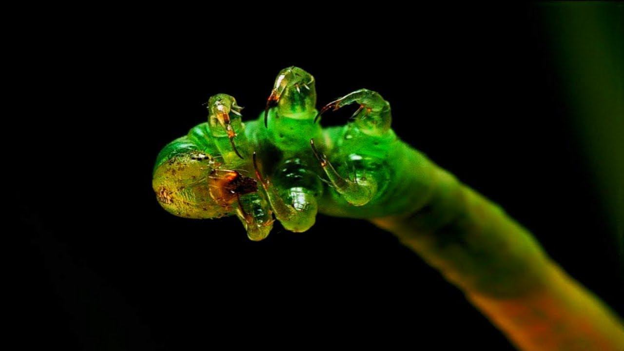 Эти гусеницы монстры, агрессивные и голодные. смотреть онлайн