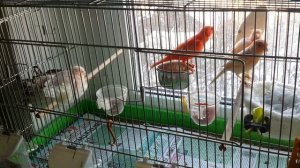 Пустая кладка у канареек (яйца-болтуны)..mp4