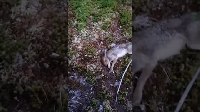 Нагонка моих гончих смотреть онлайн