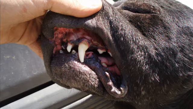 Pitbull - Neron - genus смотреть онлайн