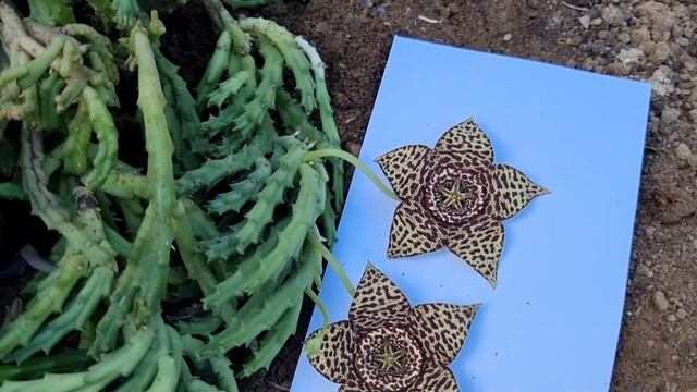 Exotic Gardens: African Cacti 'Orbea variegata' - Carrion Flower or Star Flower смотреть онлайн