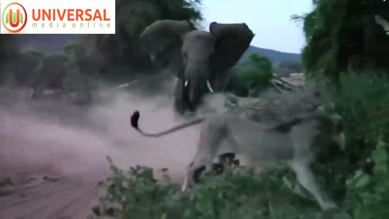 Слониха защитила своего слоненка от льва смотреть онлайн