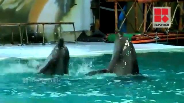 Dubai Dolphinarium is an amazing place смотреть онлайн