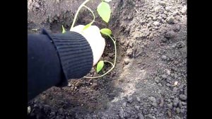 ФИЗАЛИС - посадка и уход. выращивание физалиса в теплице. Как правильно сажать физалис.