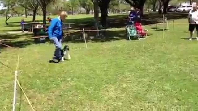 Puppy match5 смотреть онлайн
