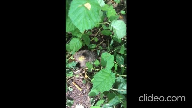 Ну, и про ВАЛЕЖНИК!