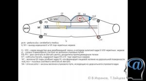 Анатомия моста (варолиев мост) мозга. Лекция. Анатомия ЦНС