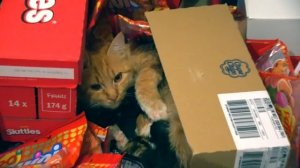 Катя и Макс нашли Мурку и её котят