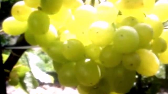 Виноград Супер Экстра