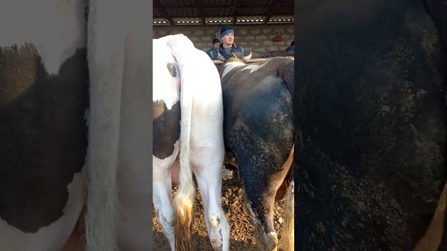 ГОЛШТИН ФРИЗ БЫК МАРТА смотреть онлайн