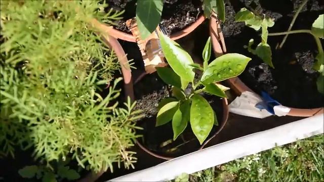 Rozsady/Seedlings 2021[ENG SUB] смотреть онлайн