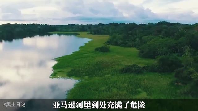 地表最強悍的10種食肉野獸，老虎遠比我們想像中的更可怕，專靠獵殺其它動物為生【黑土日記】 смотреть онлайн