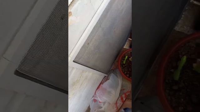 как приманить НОВУЮ злую кошку (если не слышно читайте описание)