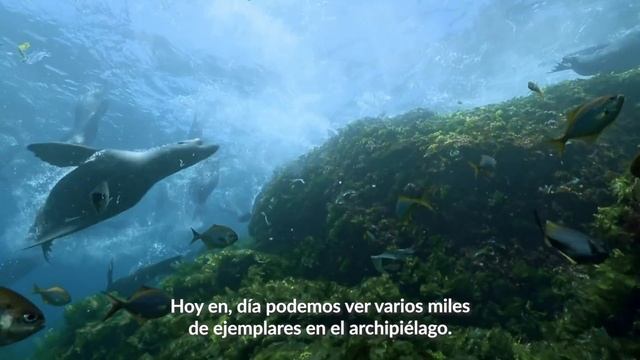 Mar de Juan Fernández, Relatos y Leyendas del Archipiélago - Documental Completo смотреть онлайн