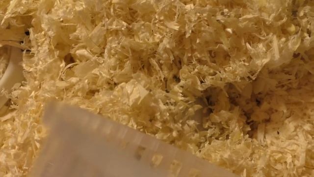 Джунгарский хомячок. Сколько живет джунгарский хомяк? смотреть онлайн