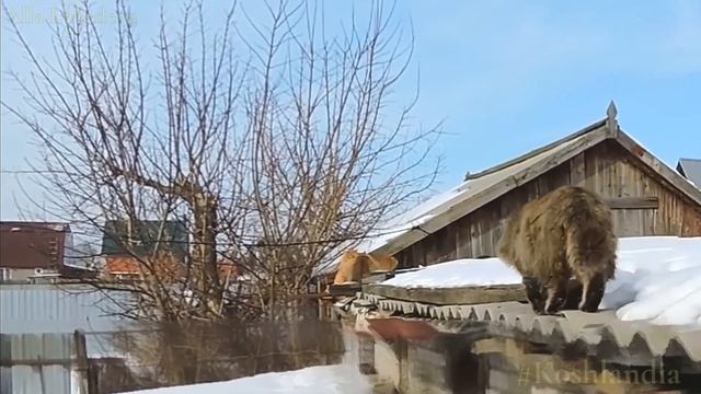 Сибирские #кошки на кошачьей тропе Cнег Мороз Обед #siberian_cats #koshlandia смотреть онлайн