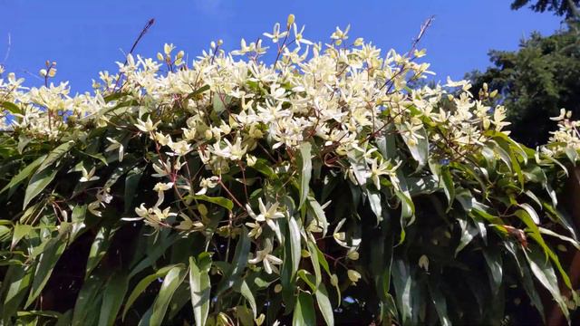 Beautiful 5 year old evergreen clematis смотреть онлайн