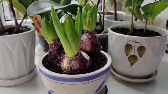 I grew hyacinths from Holland. Вырастила гиацинты из Голландии. смотреть онлайн