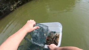 Как ловить на раколовки гармошки метод Геннадия чеснок работает