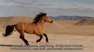 Лошадь мустанг