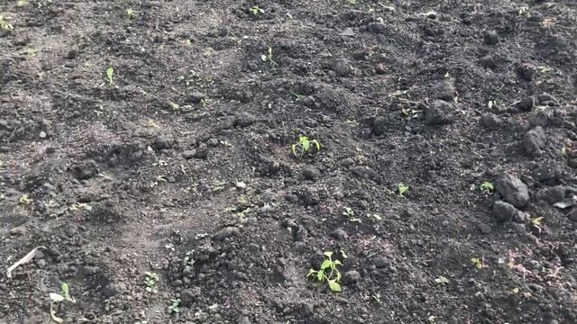 VLOG: На даче много дел! / Посев кабачков, прополка смотреть онлайн