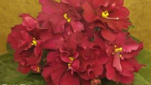 Самые красивые и популярные виды и сорта комнатной Фиалки! Невероятная красота!