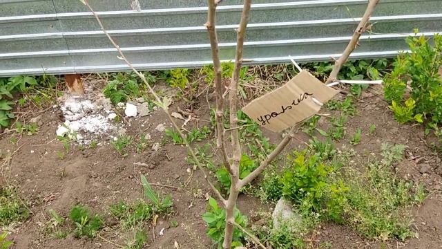 Работа на даче! Высадка помидор! Блюдо Белиссимо! #моядача смотреть онлайн