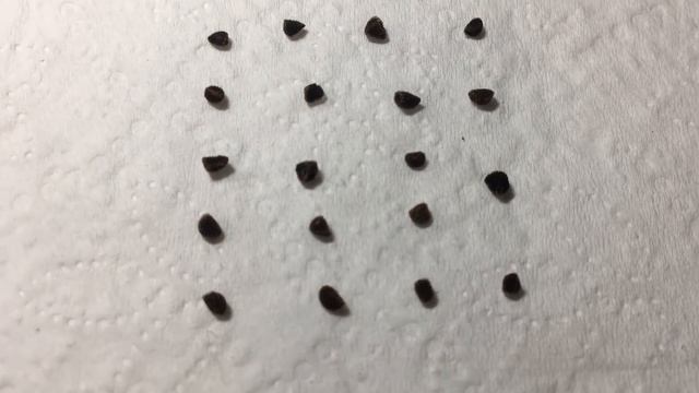 10 секретов выращивания дельфиниума из семян смотреть онлайн