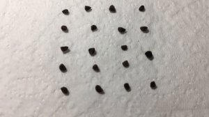 10 секретов выращивания дельфиниума из семян