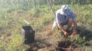 Древесная зола  лучшее удобрение для выращивания картофеля 0