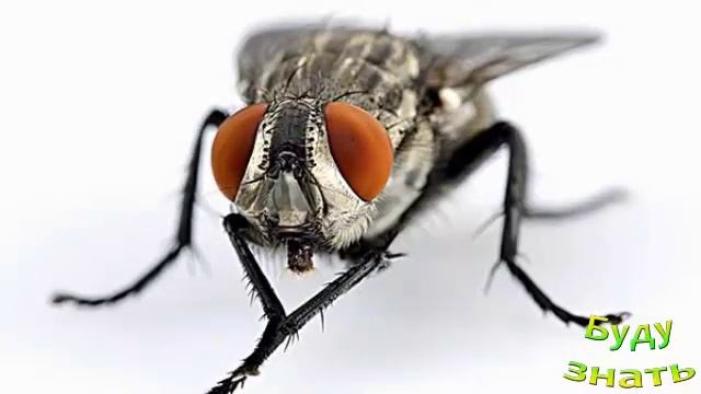 Почему МУХА гуляет по потолку, НЕ ПАДАЯ? смотреть онлайн