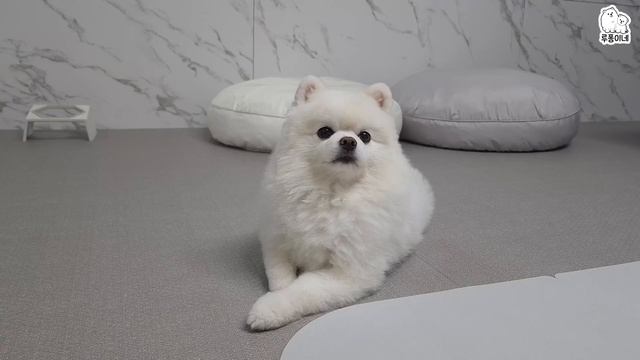 맨날 돈까스 먹으러 가자고 뻥 쳐서 미안해ㅜㅜ 강아지용 치즈 돈까스를 만들어 줬어요! смотреть онлайн
