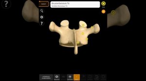 Анатомия позвонков и их особенности